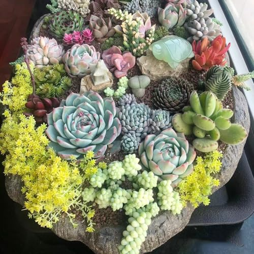 Semillas de suculentas, variedades antiguas, semillas de interior, fáciles de cuidar 120pcs