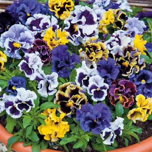 semillas de pensamiento decoración de balcón semillas silvestres interior pasto perennes cobertura 20pcs