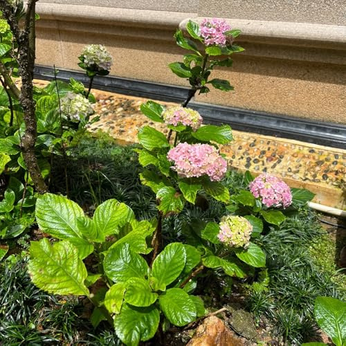 250 piezas semillas de hortensia resistentes - semillas de flores cortadas, semillas de plantas de interior (Hortensia macrophylla) Plantas para exterior, semillas de variedades antiguas.