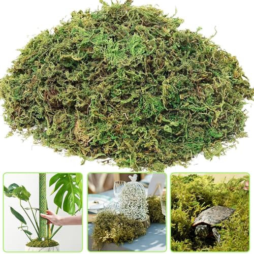 QTUN 300g Natürliche Sphagnum Moos für Pflanzen Prämie Orchideen Terrarium Blumenerde, Organisches Torfmoos für Garten, Zimmerpflanzen & Terrarien Substrat