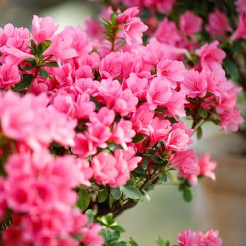 400 piezas semillas de rododendro - decoracion de balcón resistentes exóticas resistentes, jardín herbáceas jardín