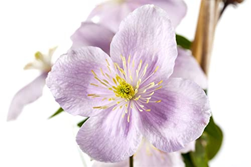Berg-Waldrebe Clematis montana Rubens 40-60 cm winterhart Kletterpflanze | Reiche weisse Blueten, ideal fuer Zaun und Spalier, sonniger bis halbschattiger Standort, robust und schnellwachsend