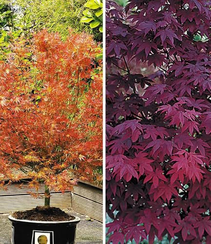 BALDUR Garten Japanische Ahorn Kollektion winterhart, 2 Pflanzen Ahornbaum,Fächerahorn, winterhart, pflegeleicht, Acer palmatum, Acer palmatum atropurpureum