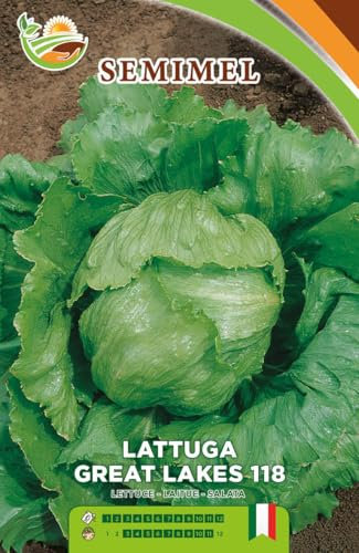 Lattuga Great Lakes 118 - Semi di Lattuga a Cespo Grande, Foglie Spesse e Croccanti, Adatta per Coltivazioni Primaverili ed Estive 2 confezioni