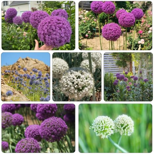 bulbos allium resistentes puerro gigante resistentes jardines rocas jardín reverdecimiento tejados 25pcs