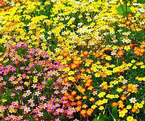 Vision4ever 600 x French Hibrids Mix Seeds Leptosiphon Hybrida Dwarf Bedding Flower for Planting Garden Yard Patio