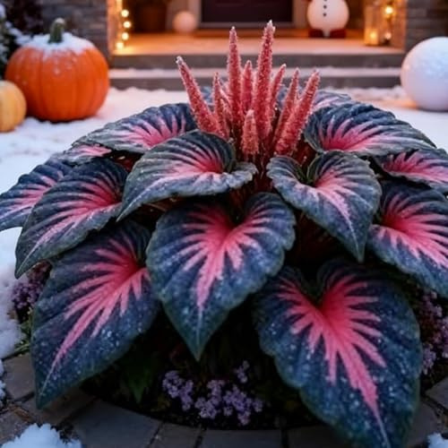 Bright,Midnight Blue,Bulbi di Hosta,Radici selezionate di hosta/Miste,Iridescent,Resistenti al freddo e all'ombra,Butterfly Fowers,Decorazione di giardini e balconi.-10Rizoma-D