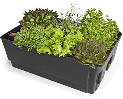 Biolan Pflanzgefäß mit ERD-Bewässerungs-System und Wasserstandsanzeiger 36 x 57 x 20 cm