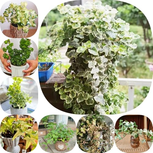 Semi di edera d'appartamento facili curare serre balcone resistenti balcone antiche varietà di ornamentali d'appartamento purificatrici d'aria semi 120pcs