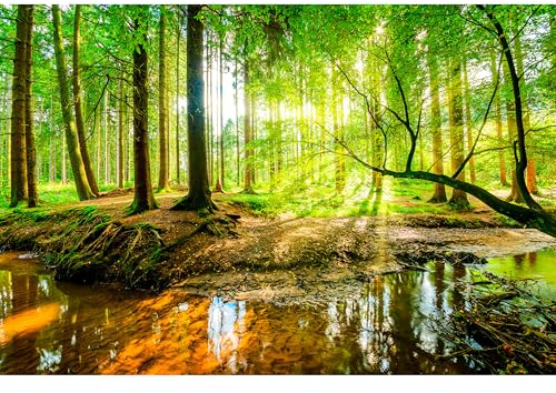 murando - Fototapete selbstklebend Wald, 490x280 cm, Schlafzimmer, Full HD | Selbstklebend ohne Kleister, Full HD Druck, ideal fürs Wohn- oder Schlafzimmer, schnelle Montage, lichtbeständig, geruchsfrei