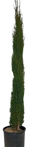 Cipresso Sempreverde. Garden Talamonti., Grande