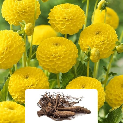 1 Dahlia Pompon Yellow Bulb – Bright and Vibrant Yellow Blooms – Summer-Flowering Perennial – Ideal for UK Gardens – Easy to Grow for a Stunning Garden Display
