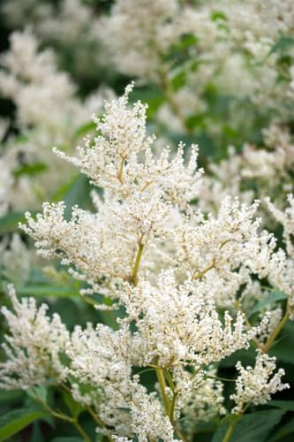 Aconogonon speciosum 'Johanniswolke' 11x11 cm Topf – Winterhart, Mehrjährig, Pflegeleicht – Kerzenknöterich – Staude für Beet & Rabatte