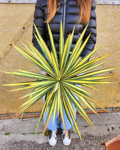 POWERS TO FLOWERS - YUCCA FILAMENTOSA VARIEGATA, VASO 20CM DIAMETRO, VARIETA' NANA, IDEALE PER ESTERNO, Tronchetto della felicità, pianta vera
