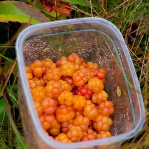 Semi di rovo camemoro biologici, vecchie varietà Rubus chamaemorus, da da nani resistenti colonnare resistente semi per aiuole rialzate 40pcs