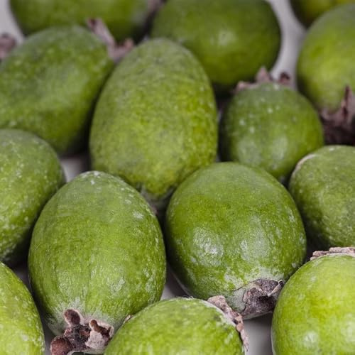 feijoa balcone resistente Acca sellowiana resistenti in vaso da esterno da balcone decorazioni giardino per esterni Coltivazione di nani semi di 100semi