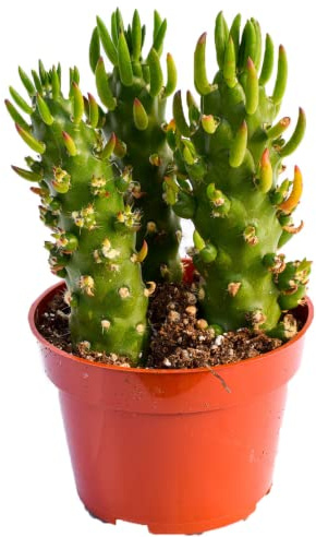 Live Cactus Plant – Fully Rooted 4-Inch Cactus Plant (Opuntia Subulata)