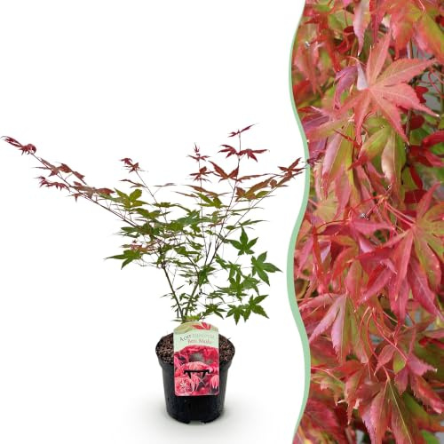 GreenboutiQ - Plante de terrasse - Érable japonais - Acer palmatum Beni Maiko - Rouge - 1 Plante - Feuillage caduc - Pot 19cm Hauteur 70cm