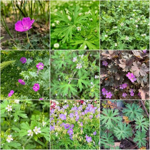 storchschnabel balkonpflanzen winterhart winterharte kübelpflanzen gartenpflanzen storchenschnabel winterhart hochbeete für garten hochbeet balkon - Seltene 350samen