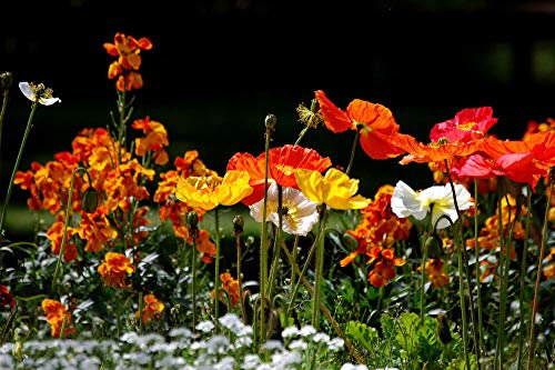 California Poppy Seeds - Mission Bells Mix, Staude Wildflower Pack 10G (80.000+) Samen (10g (80.000+) Samen)