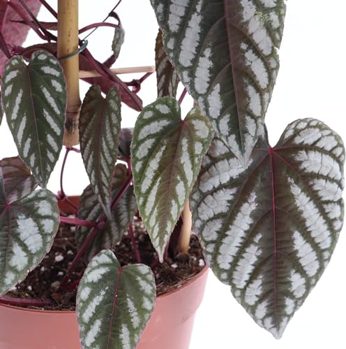 Rex Begonia Vine - Live Starter Plant in a 2 Inch Pot - Cissus Discolor - Extremely Rare and Beautiful Vining Indoor Houseplant - Air Purifying
