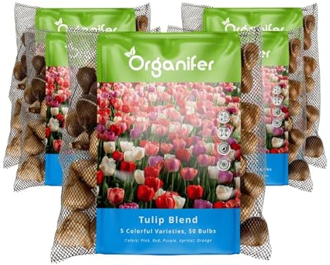 250 Bulbes De Tulipes - 5 Variétés Colorées - Bulbes De Fleurs Tulipes - Bulbes De Tulipes - Mélange De Bulbes De Fleurs Bio - (Taille De Bulbe De Fleur Xxl 12 Cm/+) - Organifer