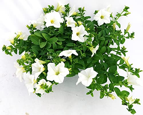 POWERS TO FLOWERS - SURFINIA CLASSICA RICADEN, BIANCA, 2 PIANTE VASO 14, piante vere