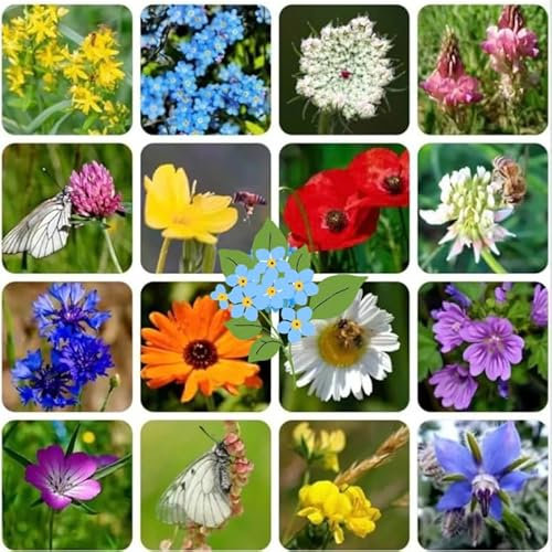UK Native Wildflower Seed Countryside Delight Mixture forget me not, poppy, Daisy, Cornflower, more than 20 species to attract Bee and pollinators (100, Grams)