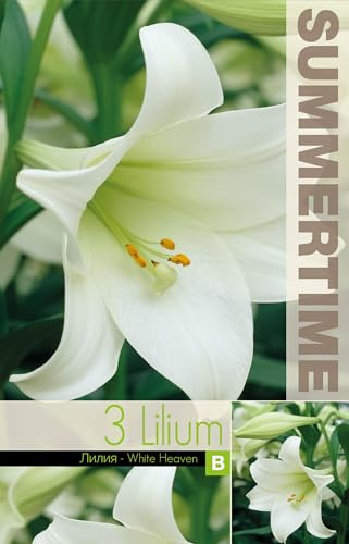 AGRONOM | GIGLI - WHITE HEAVEN | Bulbi da fiore perenni | Fiori bianchi | Coltivati in giardini fioriti, vasi e prati fioriti | 3 bulbi
