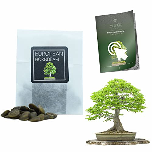 30 European Hornbeam Bonsai Seeds | Carpinus Betulus | Growing Guide | Grow Your Own Bonsai Tree | Bonsai Beginners and Enthusiasts