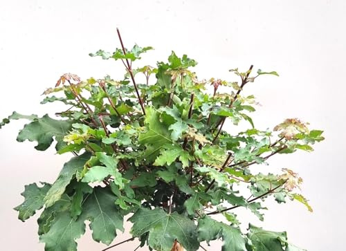 Feldahorn Acer Campestre Nanum 60-100 cm Ahorn