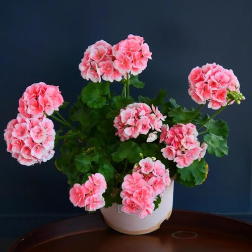 geranien - zimmerbonsai gartenpflanzen blumensamen mehrjährig winterhart gewächshaus balkon indoor alte sorten bodendecker stauden zimmerpflanze dekoration wohnzimmer schnittblumen 200samen