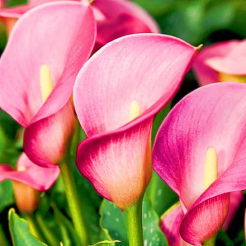 Calla Lily Bulbs-Calla Lily Plant Calla Lily Bulbs for Planting Now UK,Plant Bulbs,Wedding Flowers,Hardy Perennial,Garden Flowers-6bulbs-d