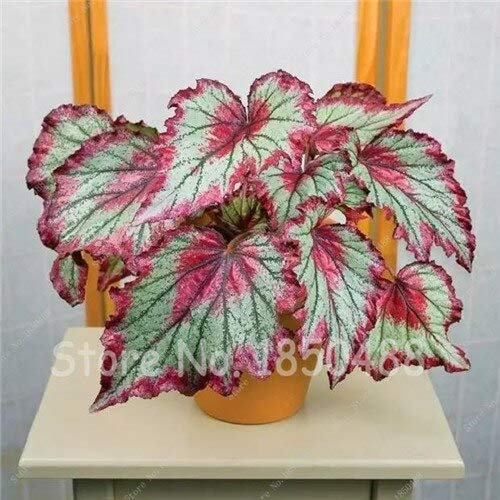 100 Pz/borsa a Begonia, Semi di Begonia Semi di Fiori Piante di Begonia in Vaso Coperte Per Giardino Balcone Semi di Coleus