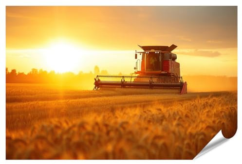 islandburner XXL Bild Poster Mähdrescher erntet Weizenfeld bei Sonnenuntergang Traktor Premium Bilder Fotodruck