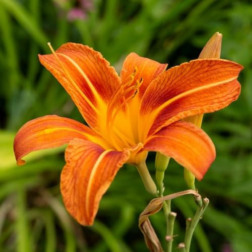 60 graines de fleurs d'hémérocalles