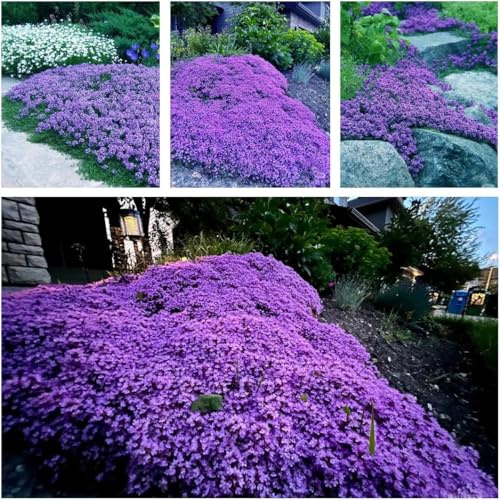Lilienseed 10.000+ Gartenlaube Langzeitblüte Einfach zu überleben