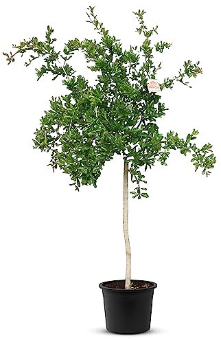 Tropictrees Granatapfelbaum Winterhart - Punica Granatum mit 160 cm Hochstamm - Echter Granatapfelbaum für drinnen und draußen - Gartenpflanzen Winterhart im Topf