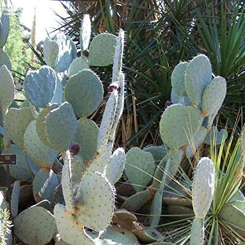 Semi Giant Silver Dollar Cactus (Opuntia robusta) 25 + semi (100 semi):Seeds