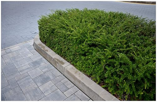 Stauden Gänge 100 x Lonicera pileata Böschungsmyrthe winterhart | Immergrüner Buchsbaum-Ersatz für Sonne bis Halbschatten, mehrjährig, schnittverträglich, 9x9 cm Topf