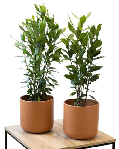 Pack 2 Árboles de Laurel Naturales para Interior o Exterior en Maceta Ø17 cm Altura 30-40 cm Planta Aromática para Huerto Urbano o Jardín (Maceta de Ceramica NO incluida)