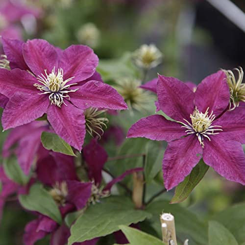 Clematis 'Niobe' Old Man's Beard Hardy Perennial Ruby-Red Flowers Containers Borders Walls Fences 3X 9cm Potted Plant by Thompson and Morgan (3)