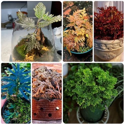 rose von jericho - steingartenpflanzen geschenk garten grünpflanzen blumenwiese blumenzwiebel balkon züchten gartenblumen büropflanzen immergrüne winterharte garten zimmerpflanze 4zwiebeln