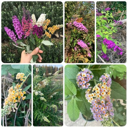 semi resistenti di farfalla lilla - perenni, esotiche di farfalle buddleia -Buddleja, biologici 250pcs