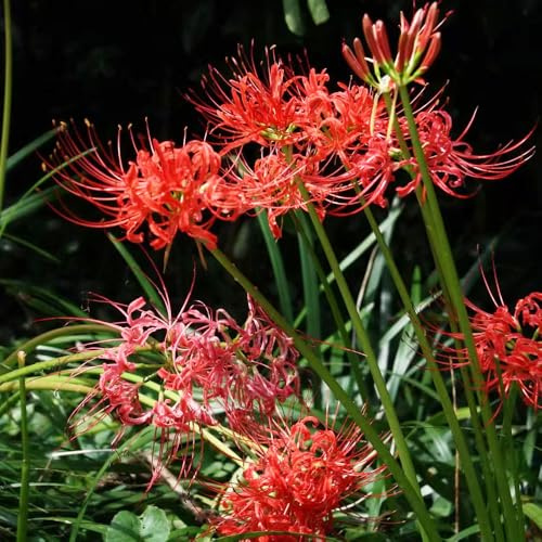 lycoris radiata - gigli ragno Coltivare da giardino sul giglio ragno, giglio di sangue decorazione soggiorno autunnali, 5bulbi