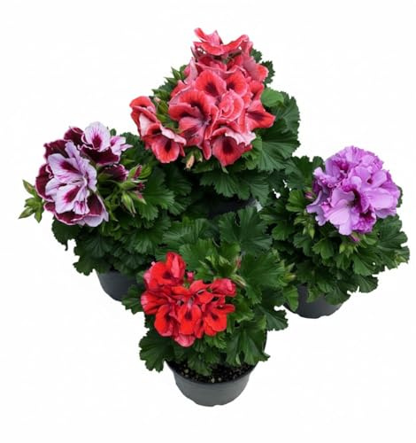4 Piante di Geraneo Pelargonio su vaso cm 12, altezza circa cm 30, colori misti MODIPITRE