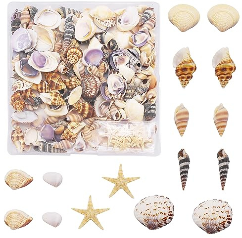 Julie Wang 1 Box von 200 Stück winzige Muschel Seestern natürliche kleine Muschel Ozean Muscheln für DIY Miniatur-Strand Critter Dekor Kunst Handwerk Projekte Fisch Tank Vase Füller