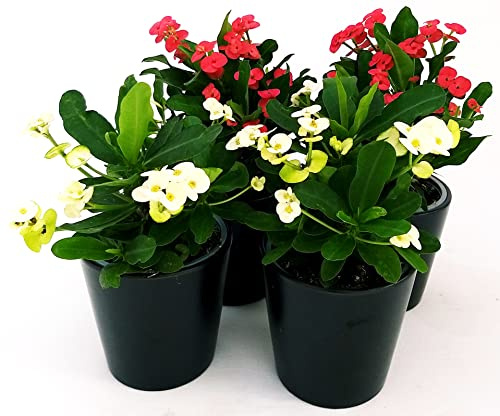 POWERS TO FLOWERS - EUPHORBIA VULCANA 2 PIANTE ROSSE e 2 PIANTE BIANCHE, piante vere