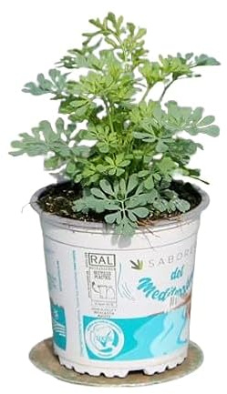 Flor de Ruda Planta con Propiedades Mágicas, Espirituales y Curativas