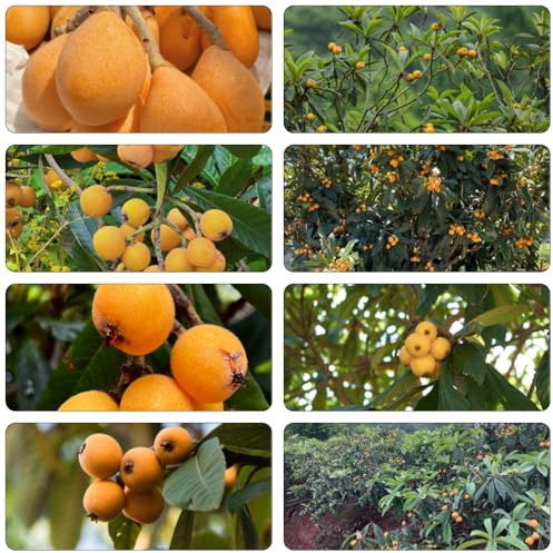 Wollmispel zwergobstbäume obstbaum baumsamen balkon deko obstpflanzen kräutergarten zimmerpflanzen echt topfpflanzen draußen winterhart wildkräuter pflanzenkübel spalierobst 18samen